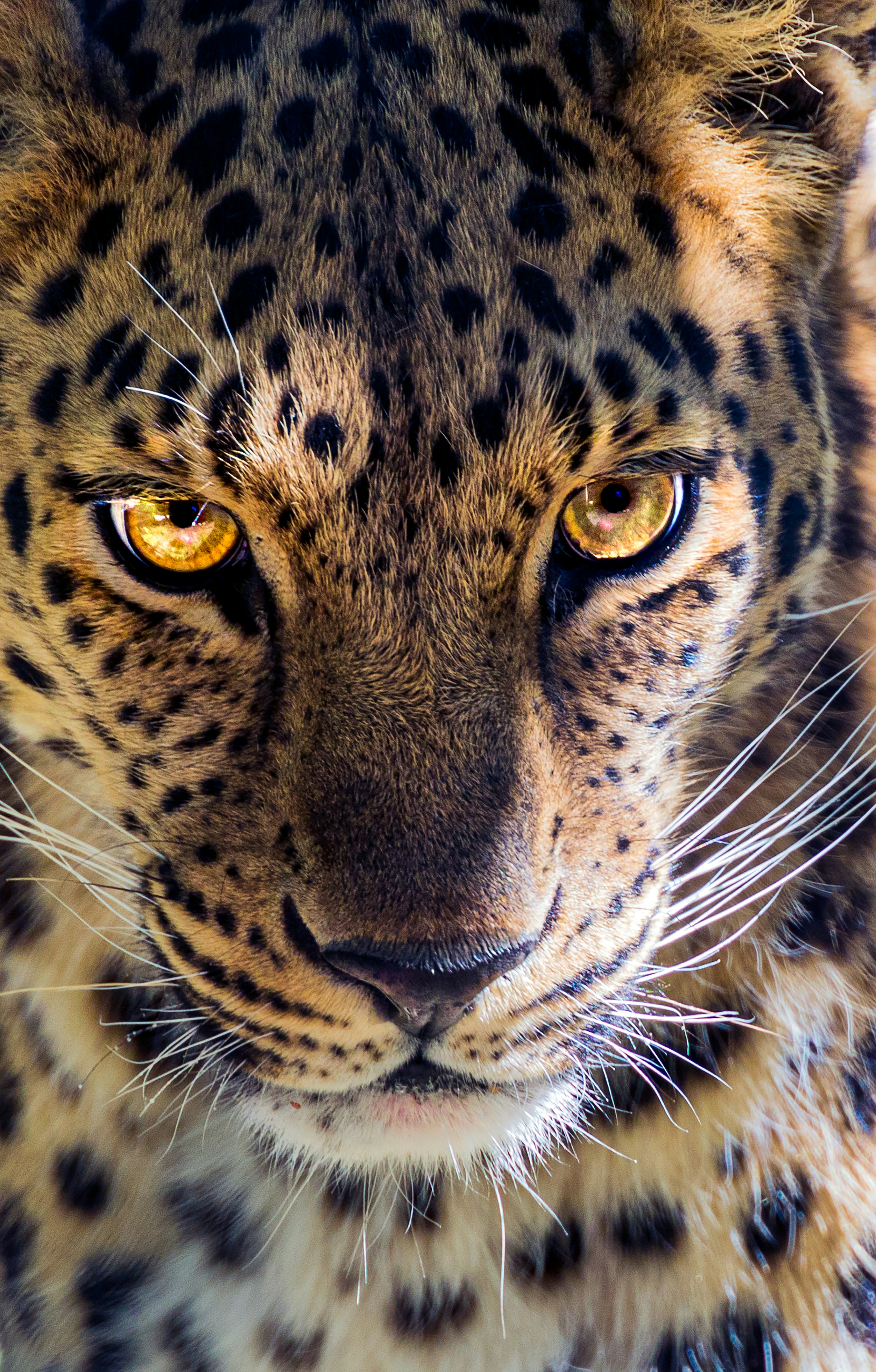El viaje del jaguar Logo